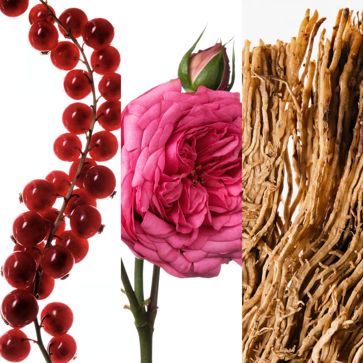 คาร์โรไลนา เฮเรร่า วีรี่ กู๊ด  - Good Floral & Wedding Decor Supply บทวิจารณ์และราคา
